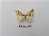 藏品(尺蛾120)的圖片